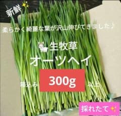 生牧草農薬不使用！オーツヘイ✨ネコポス箱込み500g以上　小動物おやつ⑤うさぎ 生牧草農薬不使用！オーツヘイ✨ネコポス箱込み300g以上 小動物おやつ