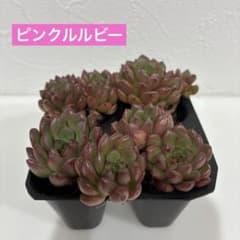 ピンクルルビー 多肉植物 グラプトベリア カット苗 プラグ苗 寄せ植え