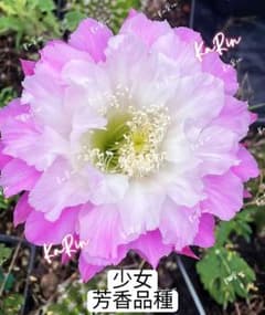 49-少女 芳香品種 花サボテン エキノプシス属 カキコ - メルカリ