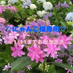 ♡にゃんこ様お取り置き♡   セボンスター / ひみつの宝石箱   全4種セットのサムネイル