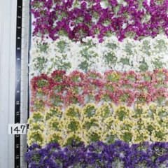アリッサム 自然色 No 147 @800 押し花 押し花素材 - メルカリ
