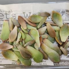 多肉植物の葉挿し　50枚以上のサムネイル
