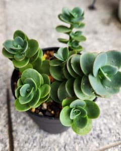 多肉植物 　ライムジンガーのサムネイル