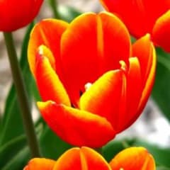 ダンテ ブラマジのサムネイル