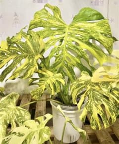 WW12モンステラ・エレクトロライト 斑入り Monstera TC - メルカリ