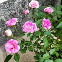sugar36様　専用！のサムネイル