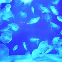 ♡いーちゃん♡専用のサムネイル