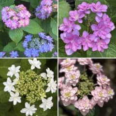 メルカリ便】期間限定4種8本セット紫陽花挿し穂あじさいガクアジサイC