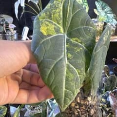 アロカシア マハラニ ゴールド 斑入り 芋1つ - メルカリ