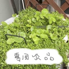 フクダさん専用　アマゾンチドメグサ　水上葉　10cm3本＋αのサムネイル