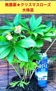 無農薬★クリスマスローズ特大株✿蕾付き ✿約40センチ位の苗✿花芽沢山！ 無農薬☆クリスマスローズ大株苗✿丈夫な苗✿ - メルカリ