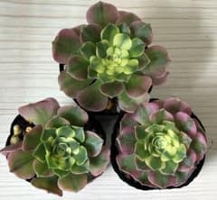 Top【選抜株】17927 アエオニウム　シーキング綴化24個 鉢無し/脱土 Top【選抜株】17927 アエオニウム シーキング綴化24個 鉢無し/脱土