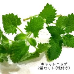 キャットニップ　キャットミント　猫草　ハーブ　猫　猫グッズ　7のサムネイル