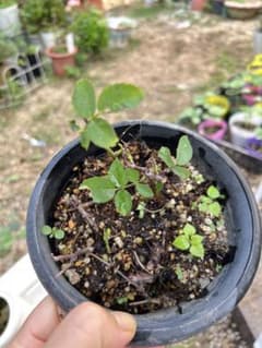 ミニ薔薇　訳あり品のサムネイル