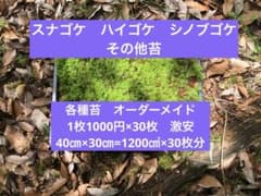 苔 ハイゴケ 送料込み 40㎝✖︎30㎝ 砂ゴケ - メルカリ