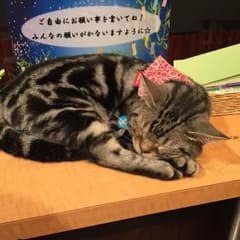 返金用のサムネイル