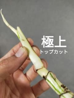 A7】斑入りモンステラ ホワイトタイガー 極上トップカット茎 成長点4つ