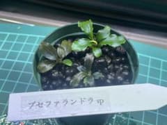ブセファランドラ sp3種セット② - メルカリ