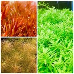 水草セット 3種類 水中葉 無農薬 無害虫 - メルカリ