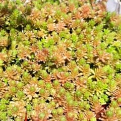 モリムラマンネングサ 100カットのサムネイル