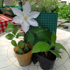 クレマチスと紫陽花　蒼の瞳　苗のサムネイル