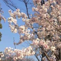 こんちゃんさん専用のサムネイル