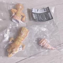 いきもの大図鑑アドバンス レオパードゲッコー トレンパーアルビノのサムネイル