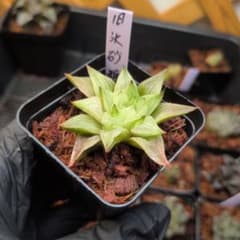 ハオルチア 旧氷砂糖 抜き苗 宛先匿名配送のサムネイル