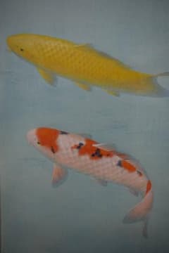 真作/樋口暘/鯉図/静泳/桐共箱太巻二重箱付/布袋屋掛軸HG-946 - メルカリ