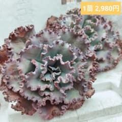 メリディアン(特大苗)◎多肉植物 カット苗 韓国苗 エケベリア等 訳あり特価品◎メリディアン◎多肉植物 カット苗 韓国苗 エケベリア