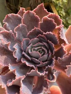 マドレ・デル・スール　ボリューム有り　1ヶ　カット苗　多肉植物　エケベリアのサムネイル