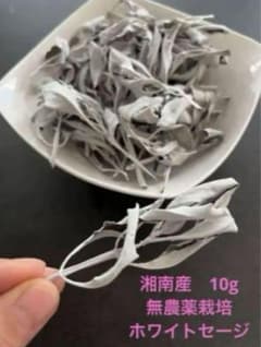湘南産　無農薬ホワイトセージ10gのサムネイル