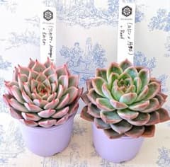 リンゼアナ×アテマハック)×そわそわ他2点セット札付きポットごとオーズ