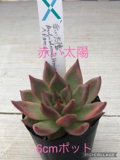 多肉植物 赤い太陽♡抜き苗(サボテン相談室) - メルカリ