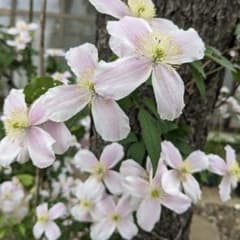 クレマチス 挿し木苗 7.5cmポット入 - メルカリ