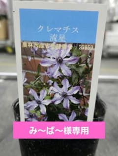クレマチス 流星③ ☆クレマチス☆流星☆3号鉢☆希少☆入手困難☆20日発送 - メルカリ
