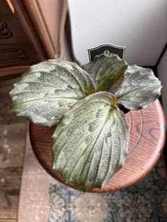 メルカリ便【ケンフェリア・シャザム var.】 m98512804975_1.jpg?1724215376