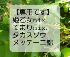 専用です】 - メルカリ