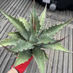 パ*エ様 アガベ　モンタナ　N　実生株のサムネイル
