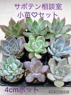 多肉植物 サボテン相談室♡箱詰めセット(メルカリ便) 多肉植物 サボテン相談室♡小苗セット - メルカリ