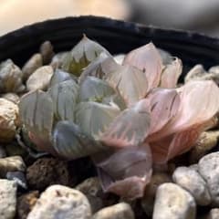 に*き様 ハオルチア オブツーサ錦　水中月錦⑥ 多肉植物のサムネイル