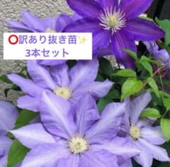 訳あり⭕️冬越しクレマチス苗【ザ・ベルベット 】挿し木発根 抜き苗3本セットのサムネイル