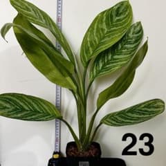 アグラオネマ ニティドゥム カーティシー 観葉植物 LEON レオン 23