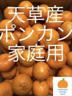 天草産ポンカン　家庭用　箱込20kg 天草産ポンカン 家庭用 箱込20kg - メルカリ
