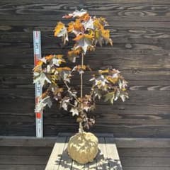 ノルウェーカエデ/クリムゾンキング【現品発送】管理80436 ノルウェーカエデ/クリムゾンキング【現品発送】管理80436 - メルカリ