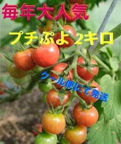 プチぷよ3色（赤・黄・緑）　2キロ　おまけ付き　無農薬・無肥料のサムネイル