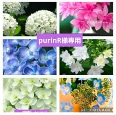 紫陽花 6 種から 4種選んで♡ 挿し穂8本 ネコポス発送‼️ 紫陽花 6 種から 4種選んで♡ 挿し穂8本 ネコポス発送‼️ - メルカリ