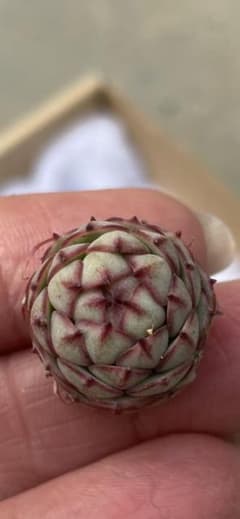 多肉植物　グロブローサ　美苗　格安のサムネイル