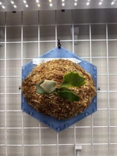 リトルファーン　ビカクシダ　タイ株　タグ付き リトルファーン ビカクシダ タイ株 タグ付き - メルカリ