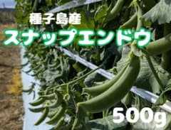 種子島産スナップエンドウ　B品500gのサムネイル
